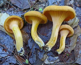 kantharos golden chanterelle mushroom